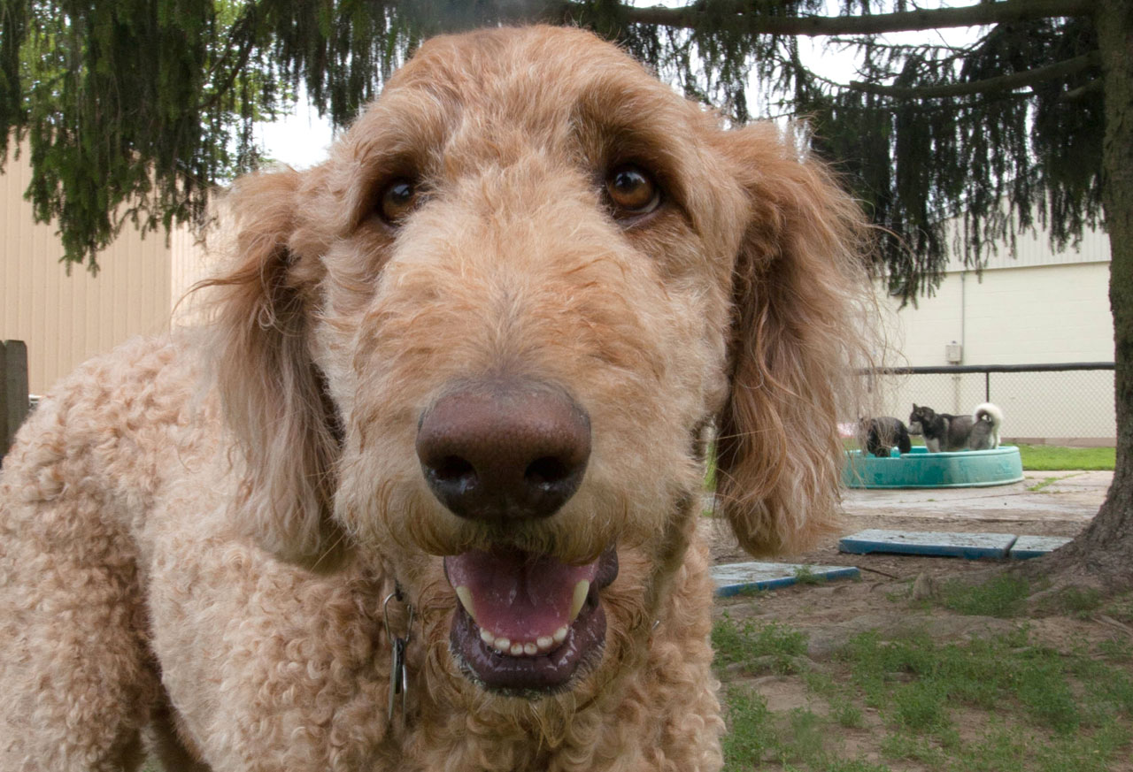 Close up of brown dog smiling