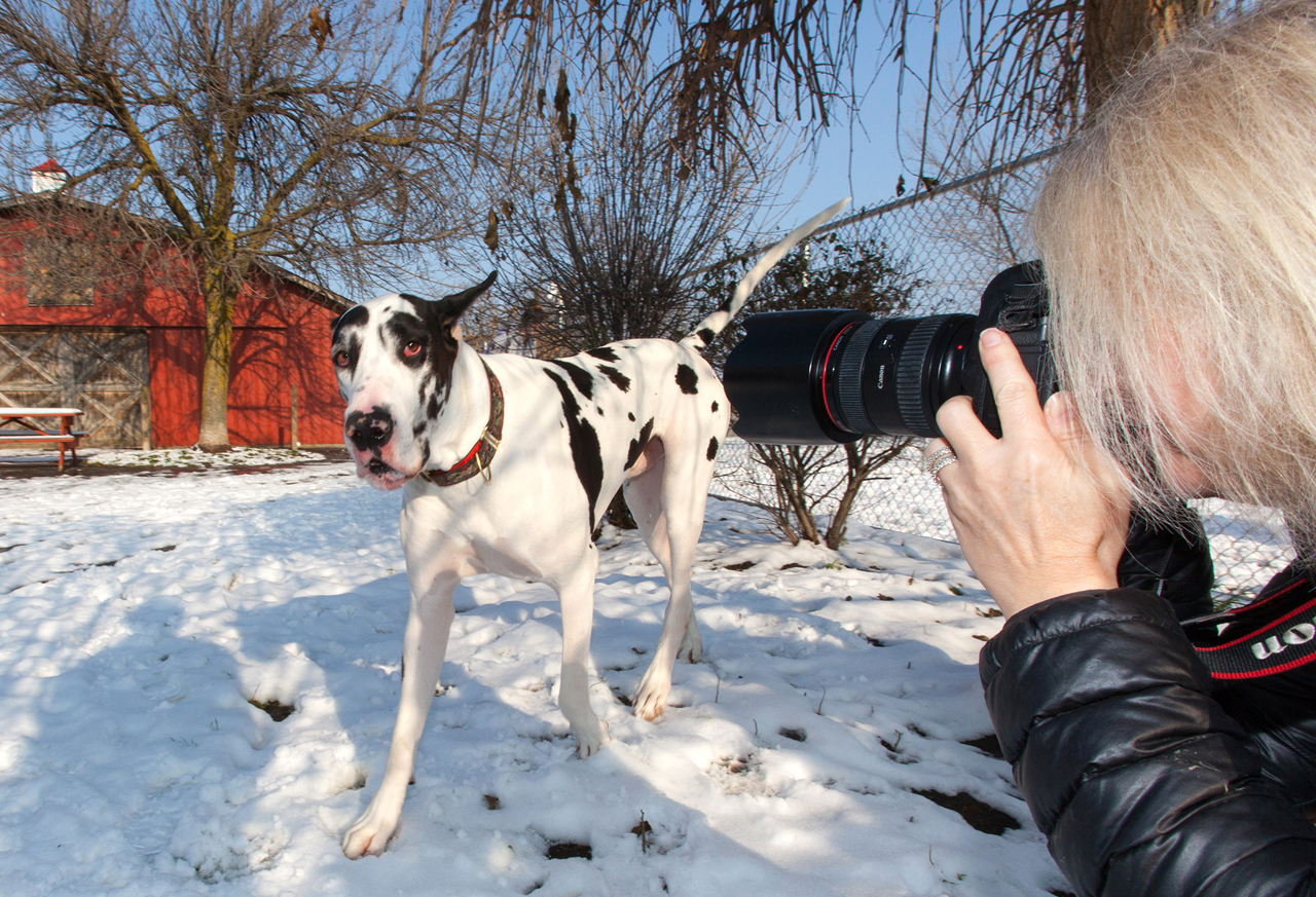 Woman photographing black and white Great Dane dog in the snow with red barn in background