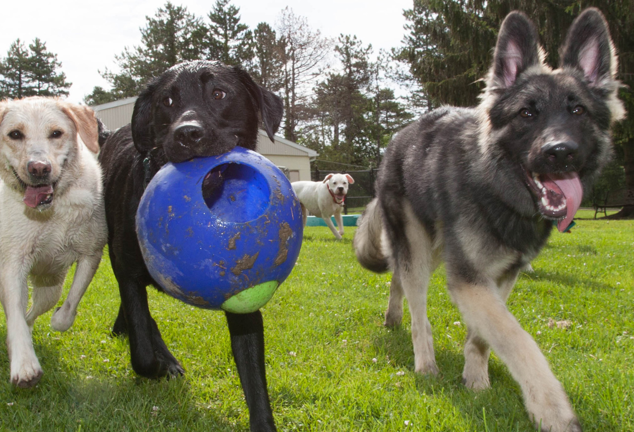 Three dogs running toward camera one with blue ball in his mouth